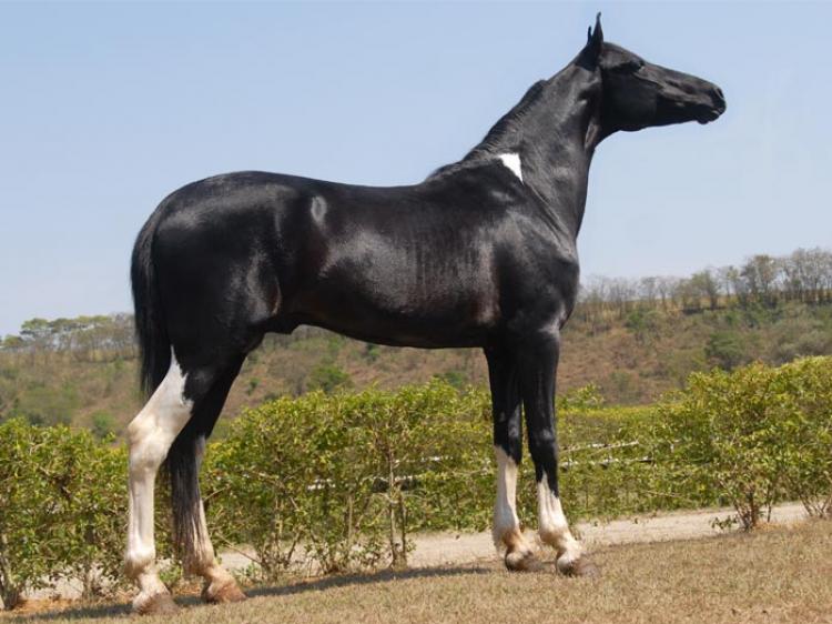 ARMAGEDON DA DINASTIA