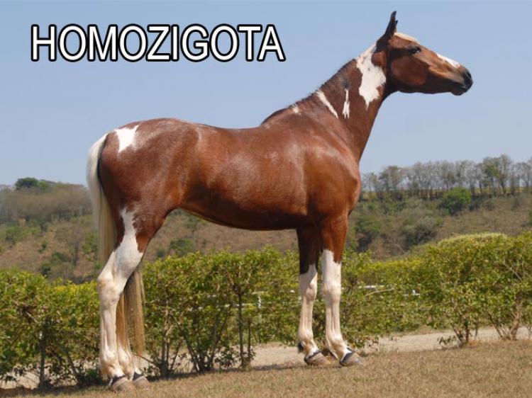 VITORIA DA ELI (HOMOZIGOTA)