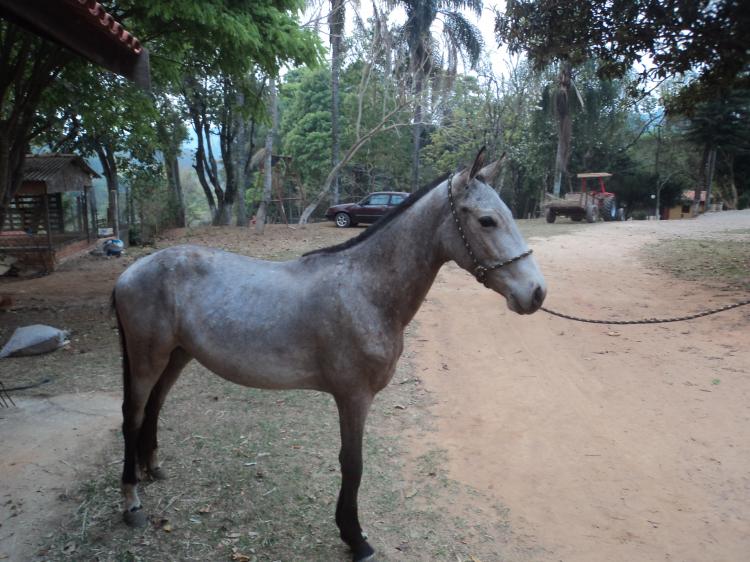 CHALÉ DA MATA VELHA