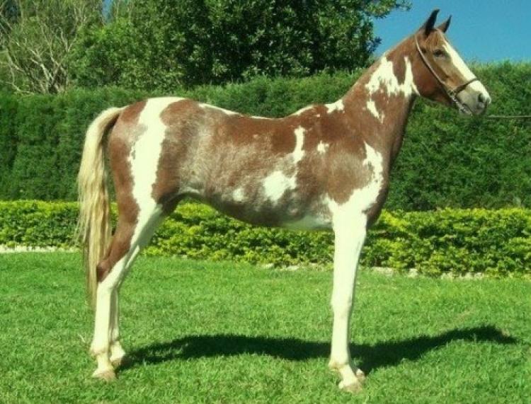 AQUARELA DO SIR