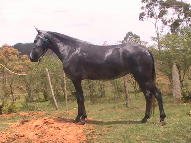 ALTEZA G8