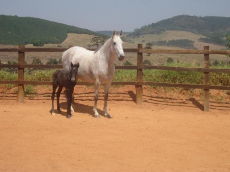 CAROLINA DO MONTE RASO