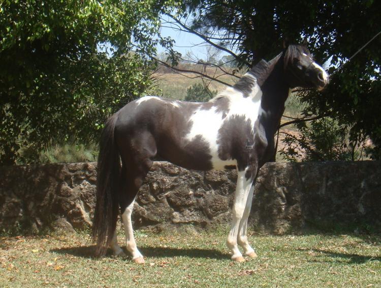 BRISA COSTA DO SOL