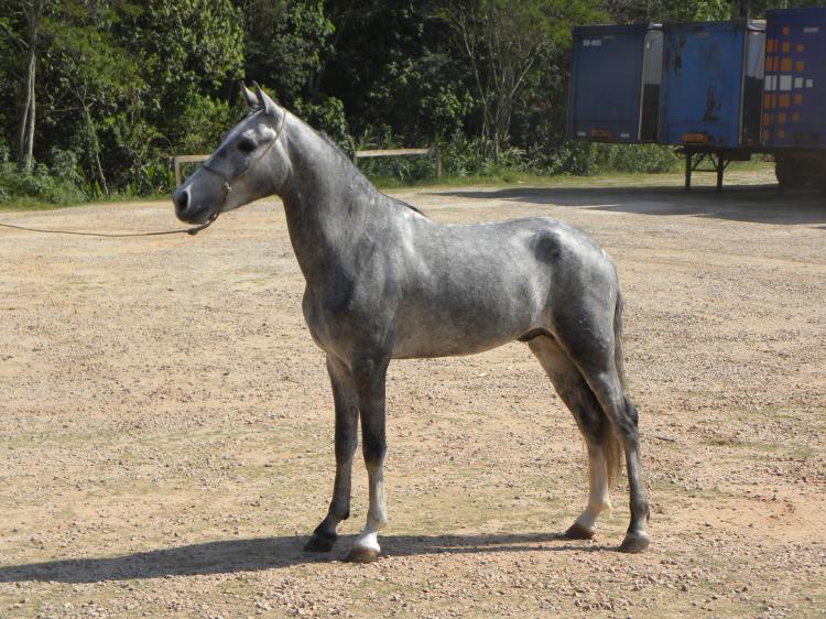 PIFANO DO ENCANTO