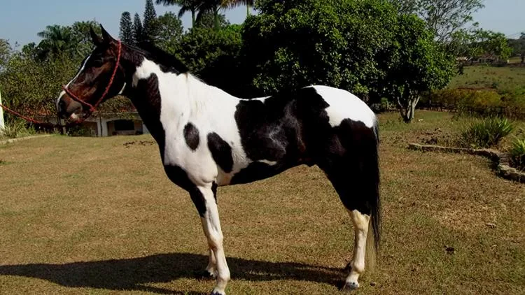 PINTURA DO APACHI