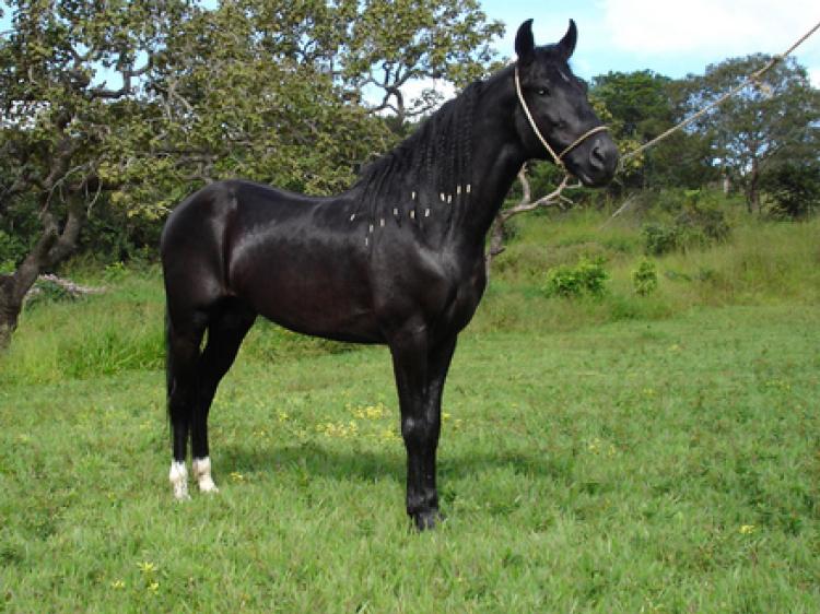 CAPITÃO DO PASSO FINO