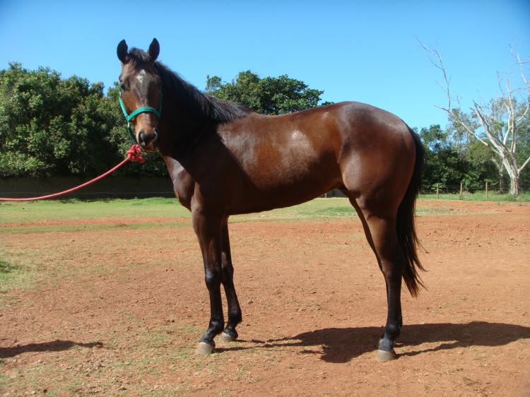 SIR CASHANOVA DASH