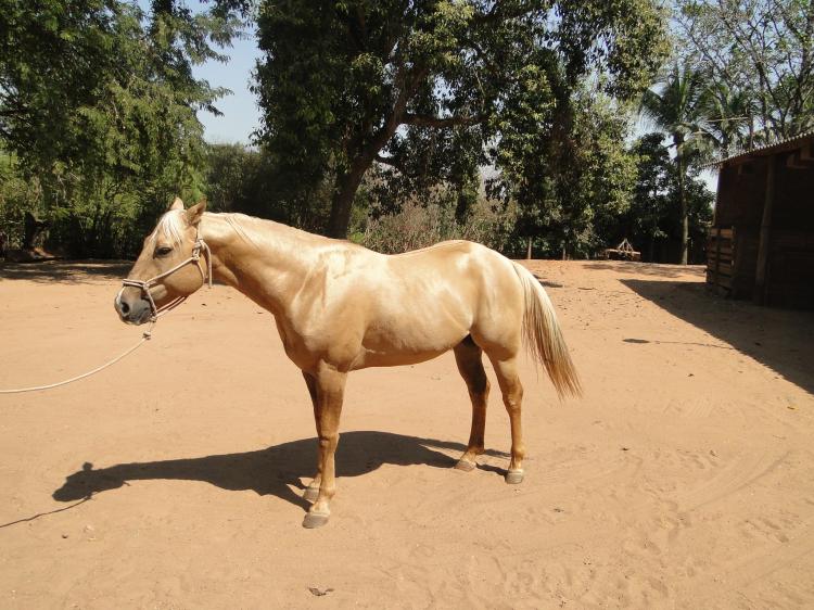 MAXIMUS GAMAY HBJ