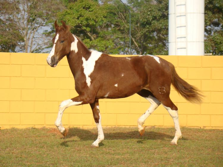 INDAIÁ DO BUDIPÁ