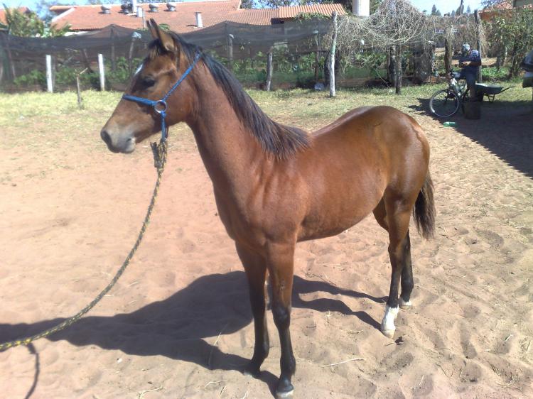 CUBANITA JAY