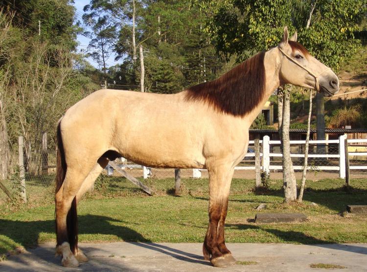 MACALÉ DO ALCANTILADO