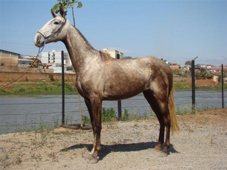 ESPANHOLA TB