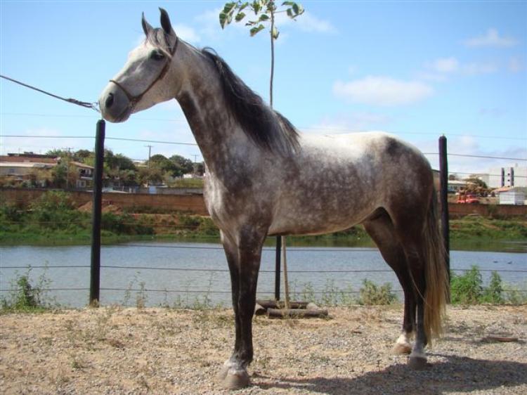 XINGÚ TB
