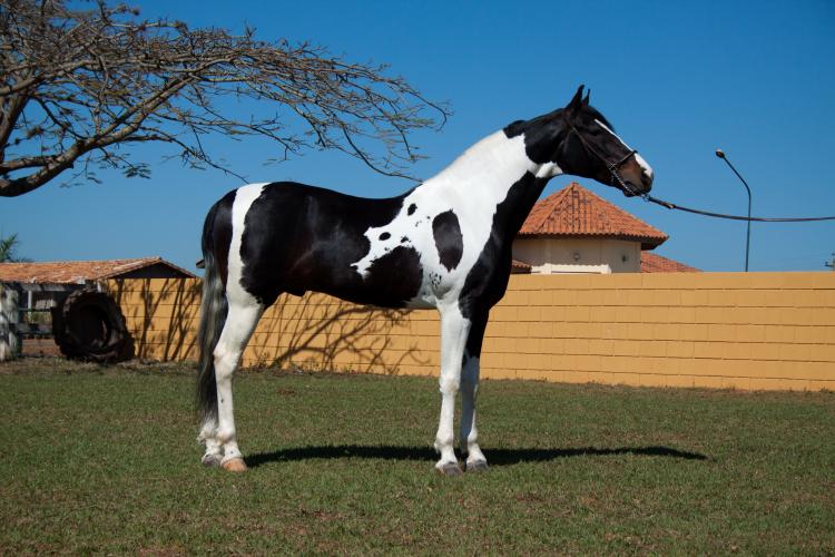 BACHARELL DO OVB (HOMOZIGOTO)