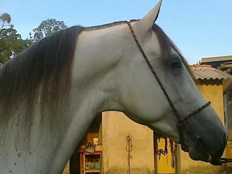 FAIXA PRETA DA MALAGUETA