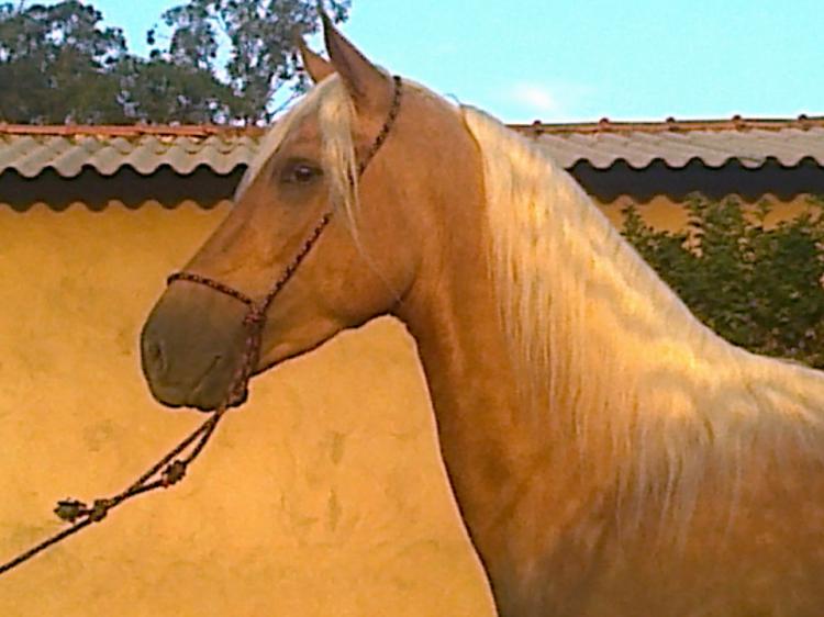 PRESTIGIO DO FUAD