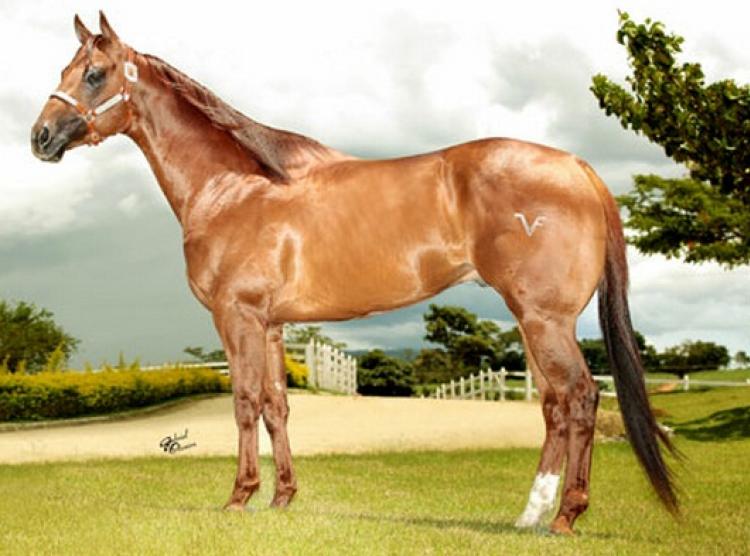 FAMOUS BULLET