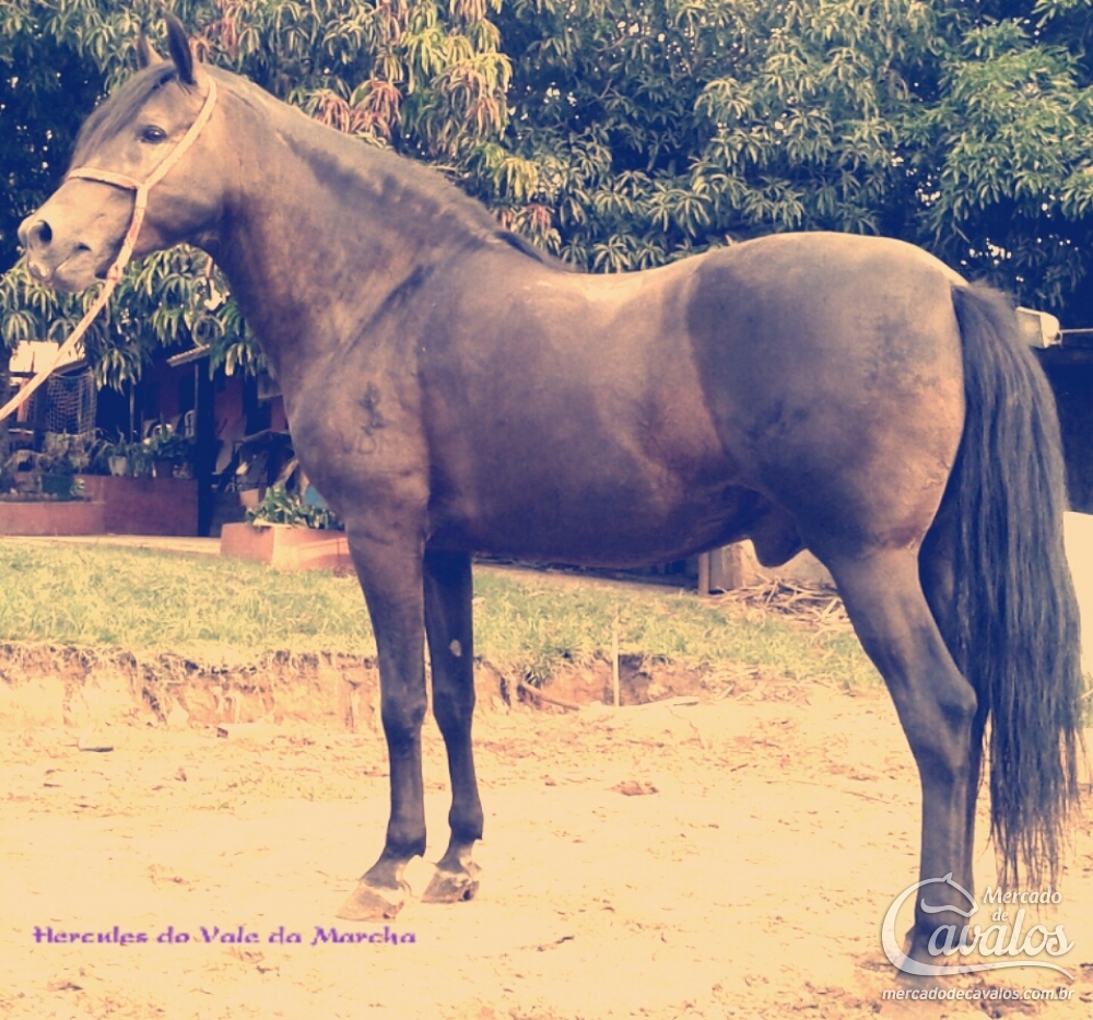 HERCULES VALE DA MARCHA