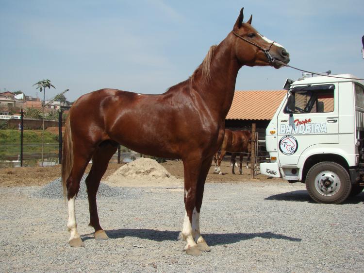 OLÍMPICO RA