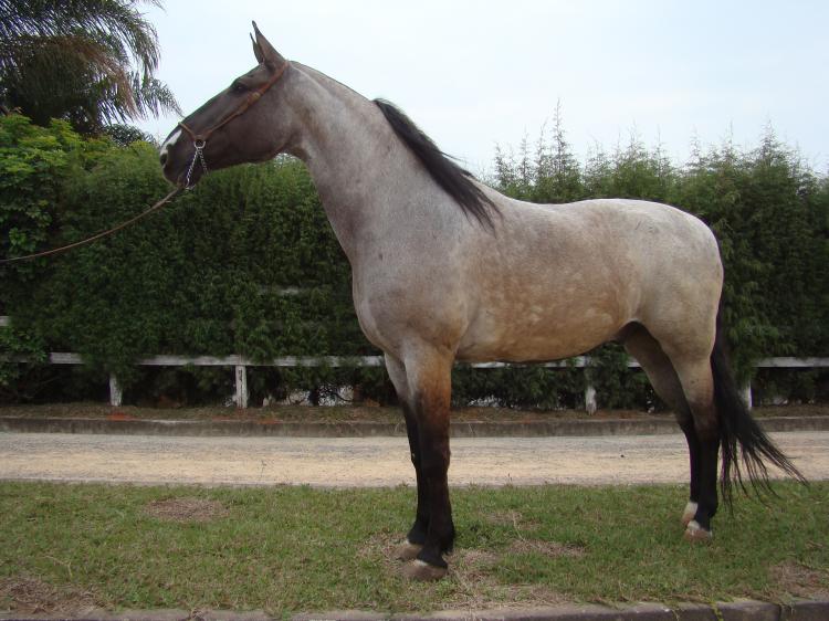 ACARAJÁ TB