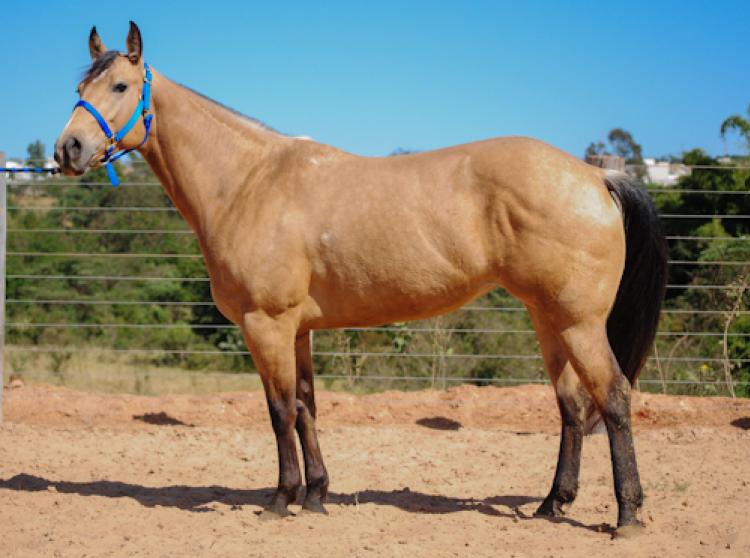 GOLD POWDER TUBANTIA
