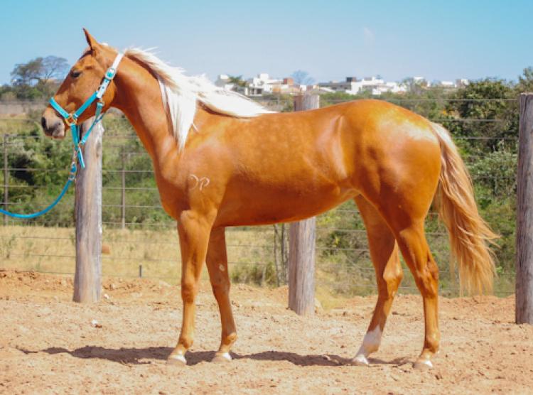 BLUE TACHITA FSH