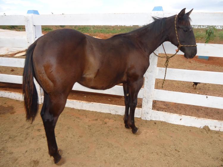 APOLLO SUNNY DIAMOND