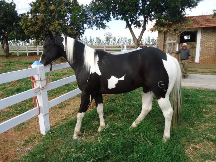 RAJ CHEROKEE