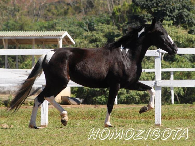 JAMAICA M.N.S. (HOMOZIGOTA)
