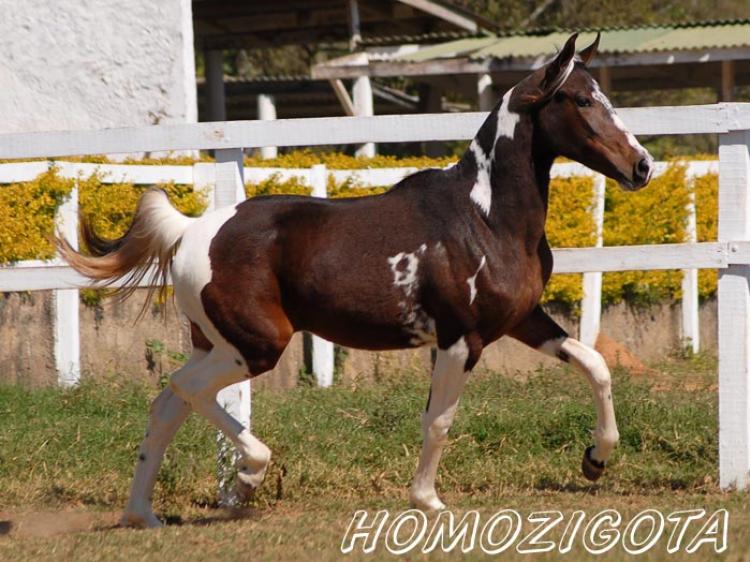 ELAINE DA TATU (HOMOZIGOTA)