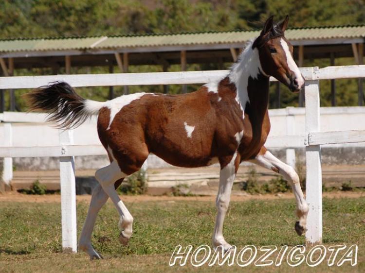 LUNA SETE QUEDAS (HOMOZIGOTA)