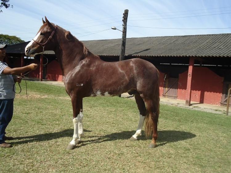 CAPRICHO DO LUFA