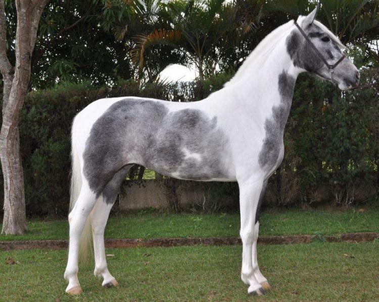 CLEOPATRA FONTE NC