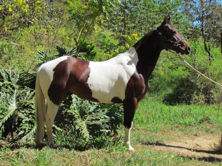 HERCULES PLAYBOY RS
