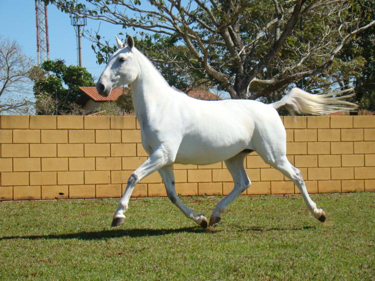 XARA HM