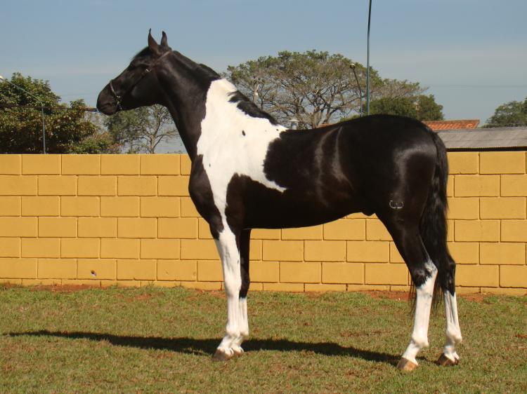 ALDEBARAN DO BUDIPÁ