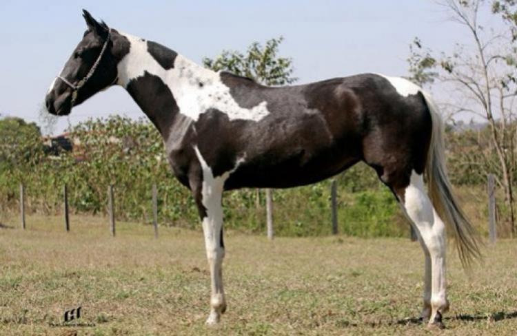 JACIARA QUATRO LAGOAS (HOMOZIGOTO)