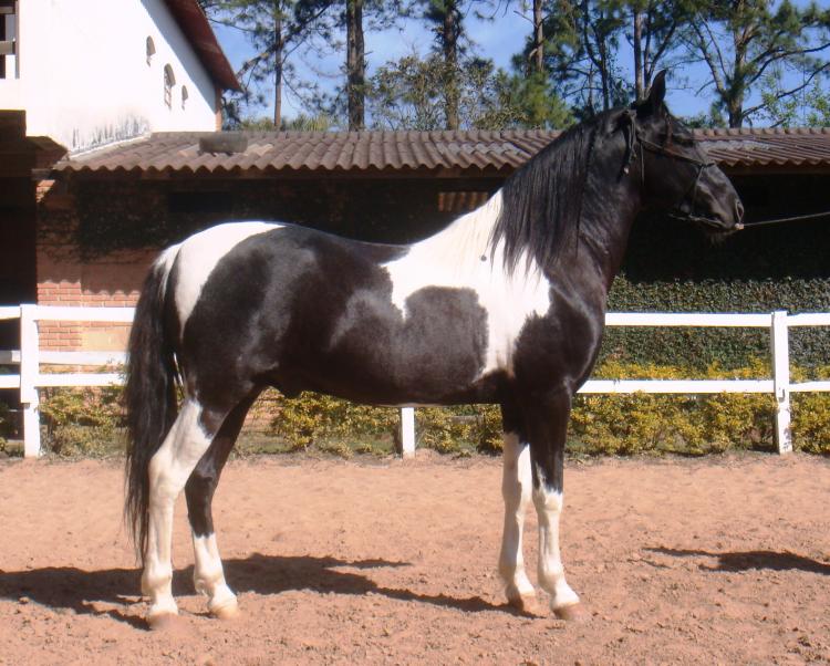 ZION DO PAP'S