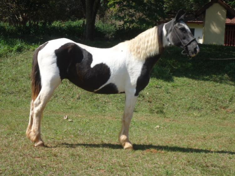 ÁGUIA