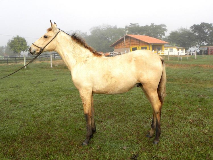 ALECRIM DO RANCHO PRIMAVERA