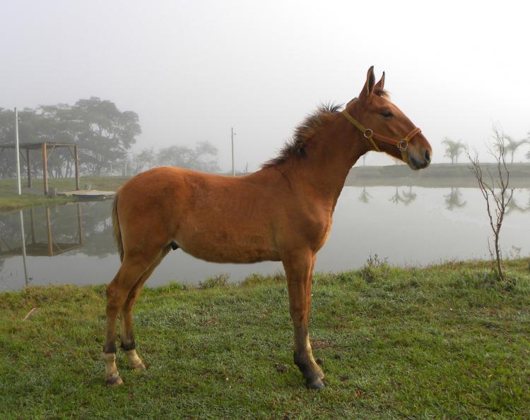ANIS DO RANCHO PRIMAVERA