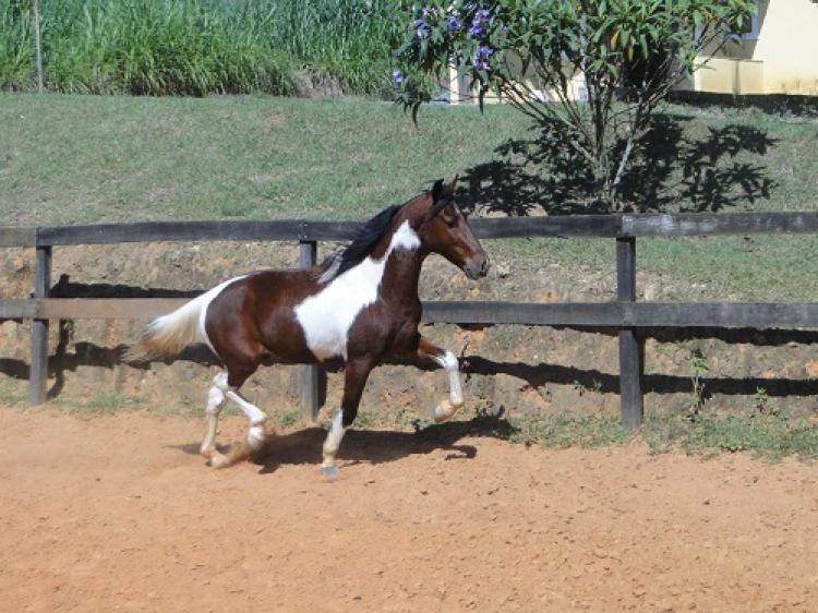 GALANTE