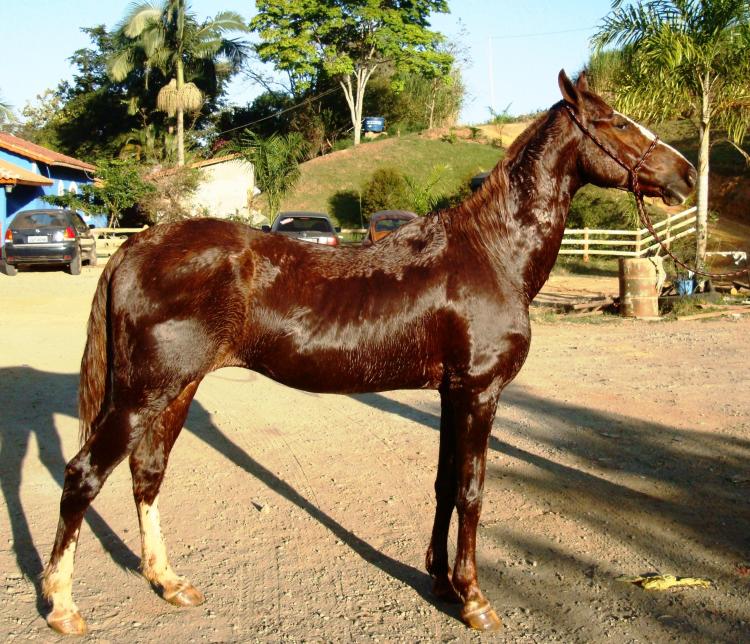 ZANGÃO NOVA AMÉRICA
