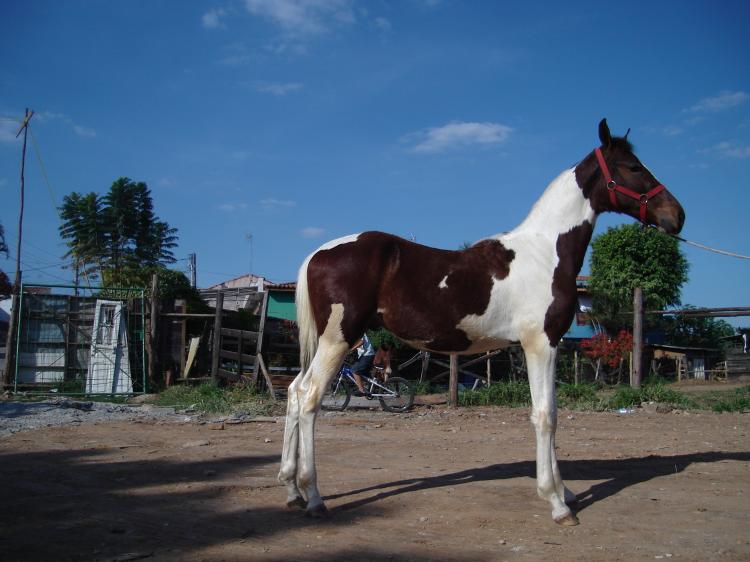 IMPERADOR DMB