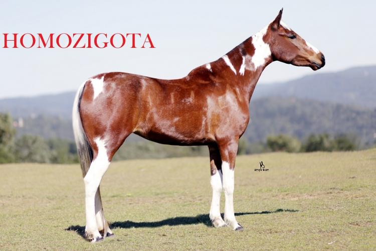 VITÓRIA DA ELI (HOMOZIGOTA)