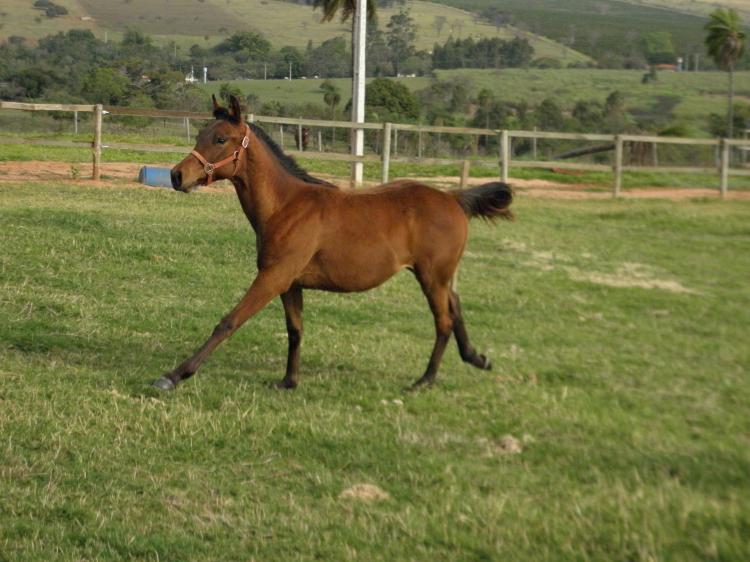 JAMAICA LEO EM