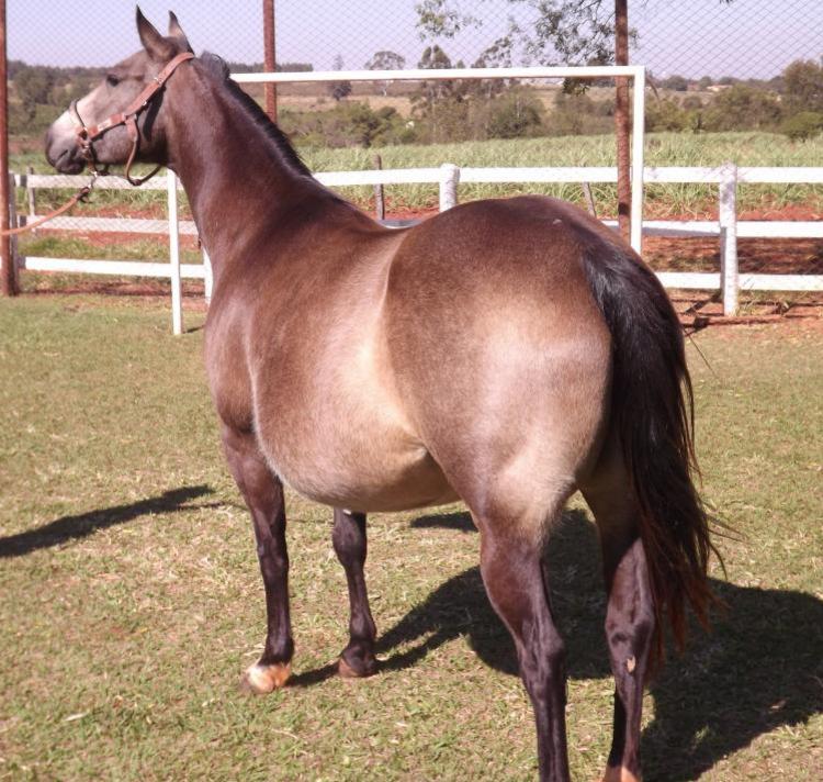 NIACARA PEPPY