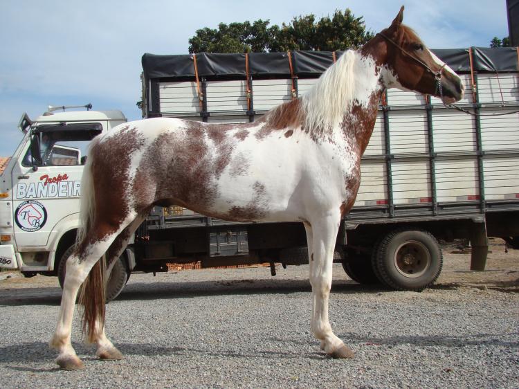 VANERÃO DO HARAS JL