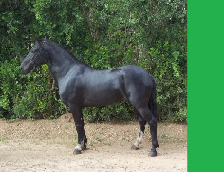 DIAMANTE NEGRO