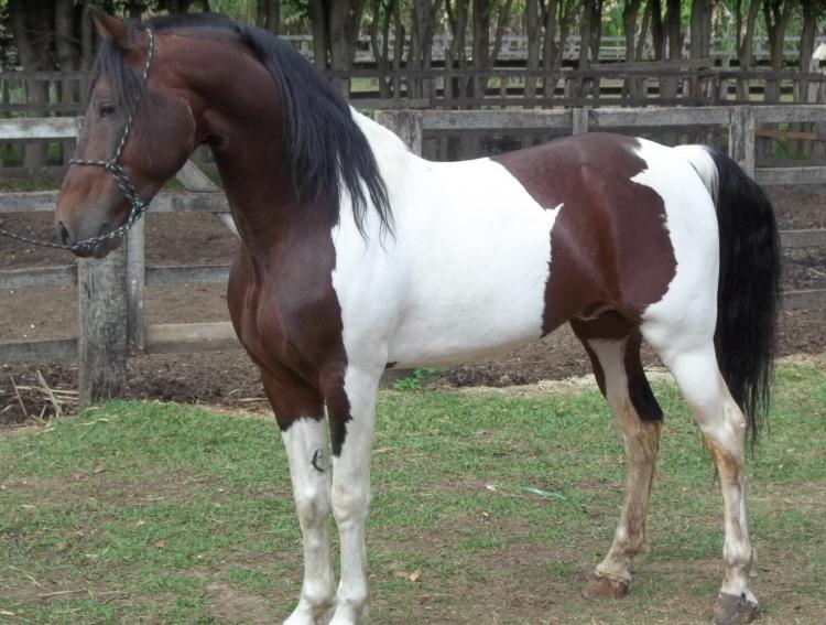 DOMINANTE TRÊS REYS